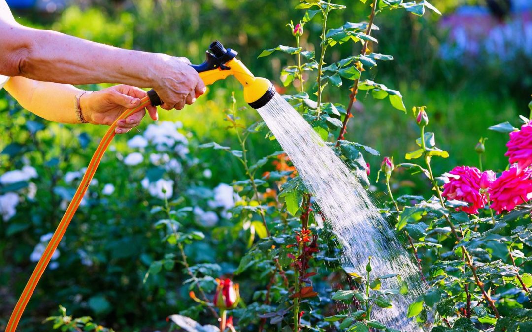 Don’t Drown Your Plants; Save Water in Your Garden