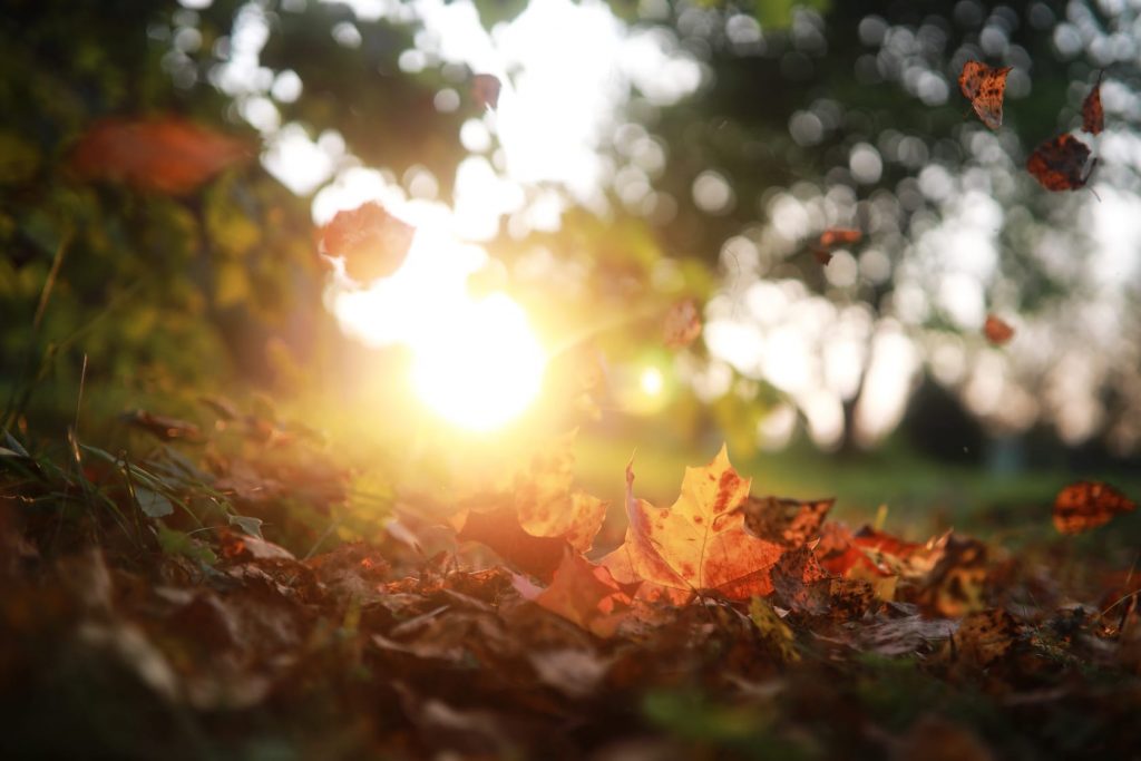 Autumn HVAC tips can save you money when the leaves start falling.